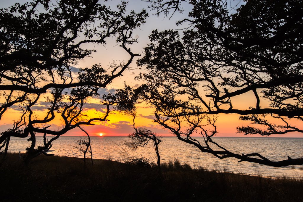Live Oak Sunset over the Sound - Reflection in a Pool