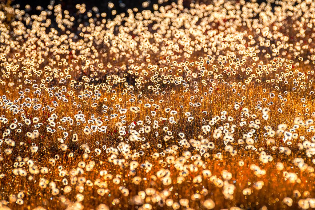 All The Lights (Cotton Grass) - Reflection in a Pool