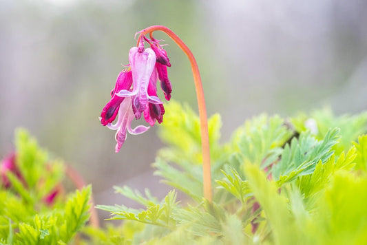 Bleeding Hearts - Reflection in a Pool