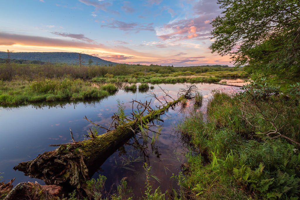 Calm Reflections - Reflection in a Pool
