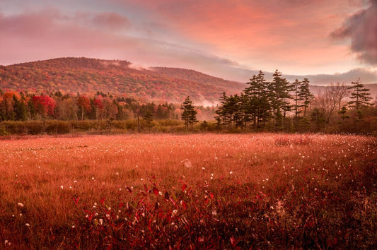 Cranberry Glades Autumn Morning - Reflection in a Pool