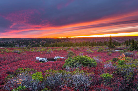 Dolly Sods Bright Sunset - Reflection in a Pool