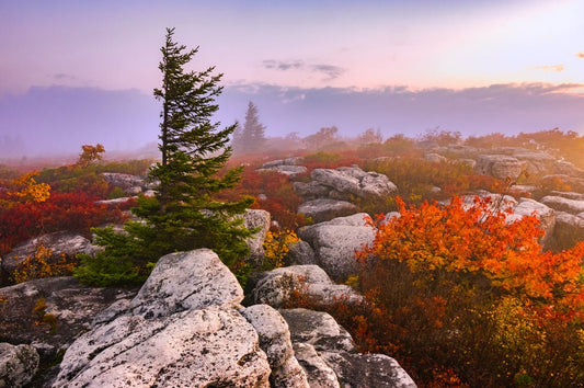Dolly Sods Morning 2 - Reflection in a Pool