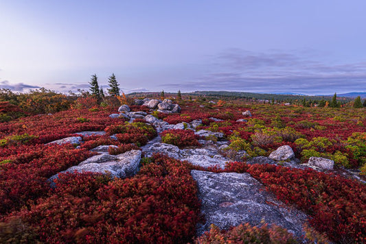 Dolly Sods Reds - Reflection in a Pool