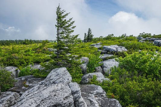 Dolly Sods Standard - Reflection in a Pool