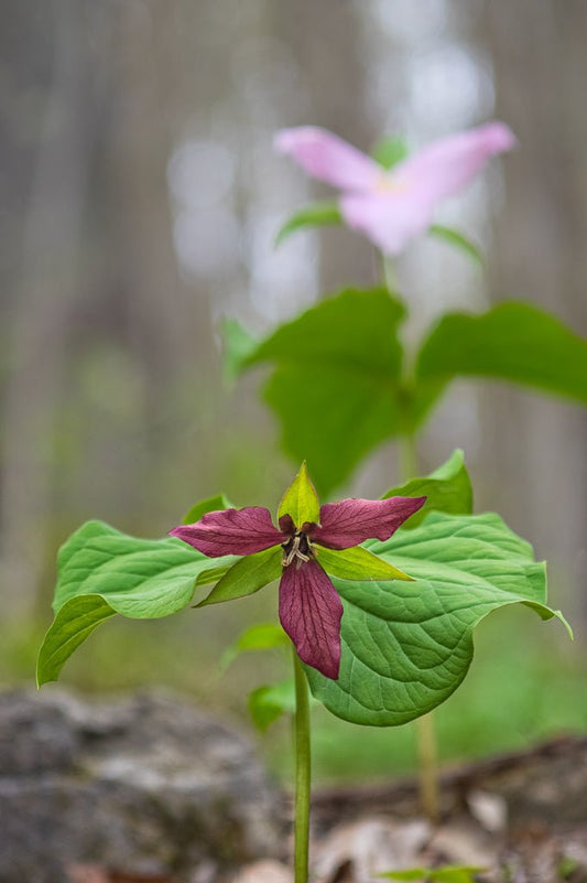 Duo of Trillium - Reflection in a Pool