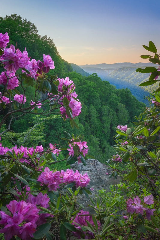 New River Gorge in Bloom - Reflection in a Pool