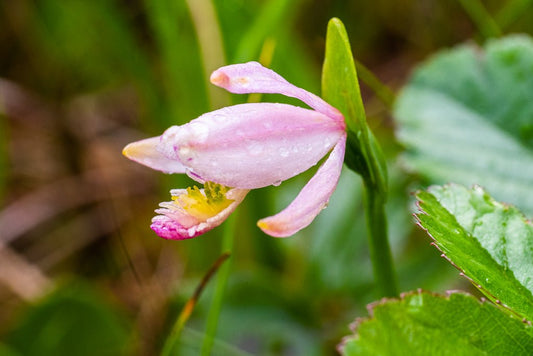 Rose Pogonia - Reflection in a Pool