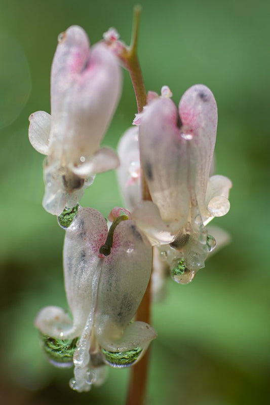 Squirrel Corn - Reflection in a Pool