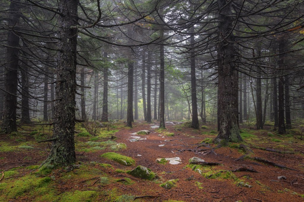 The Majestic Green - Reflection in a Pool