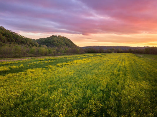The Wild Mustard Fields of Green Bottom - Reflection in a Pool