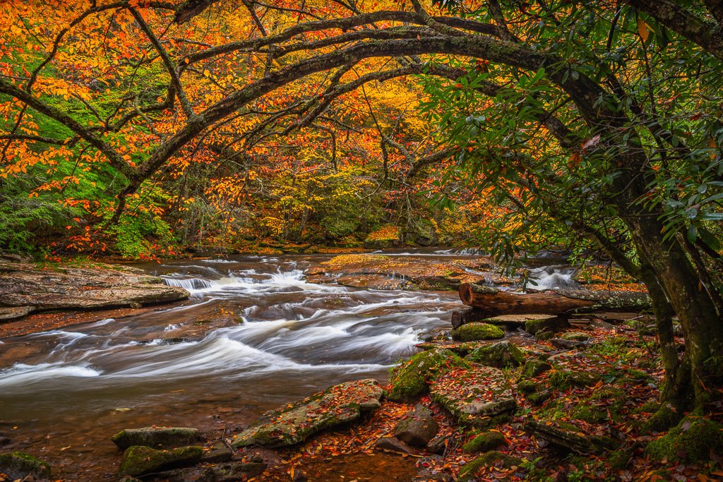 Williams River Autumn Hues - Reflection in a Pool