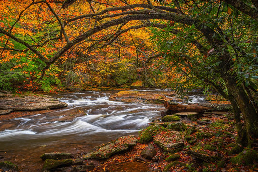 Williams River Autumn Hues - Reflection in a Pool
