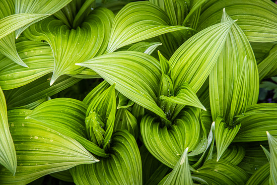 Top down view of textured green leaves of the endemic West Virginia plant, corn lily or false hellebore in it's early stage of Spring growth and water droplets on the leaves.