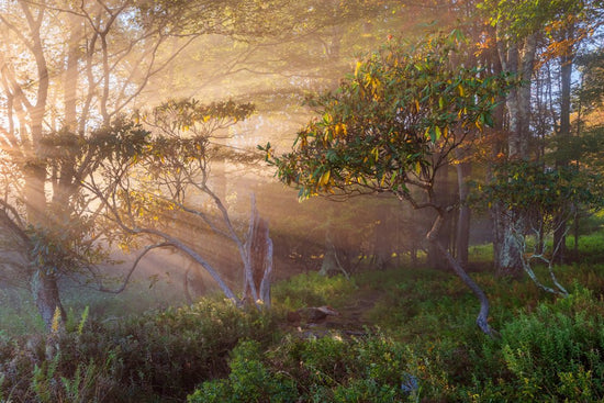 Daybreak on the Blackwater 2 - Reflection in a Pool