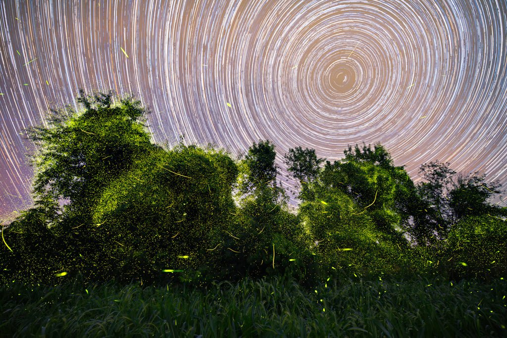 Fireflies and Star Trails - Reflection in a Pool