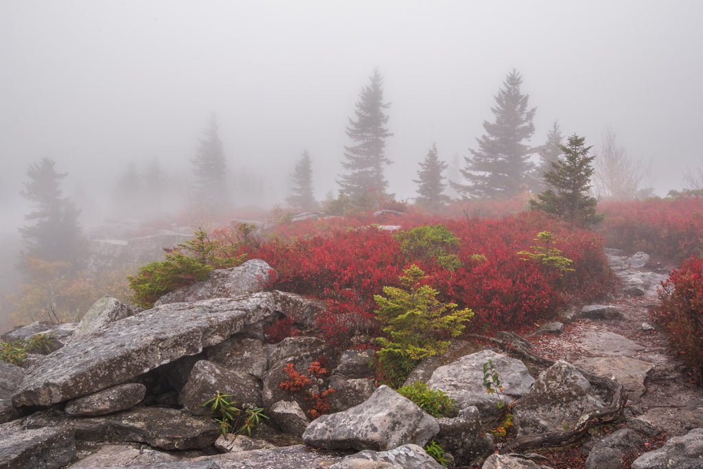 Foggy Morning on the Rocks - Reflection in a Pool