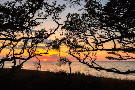 Live Oak Sunset over the Sound - Reflection in a Pool