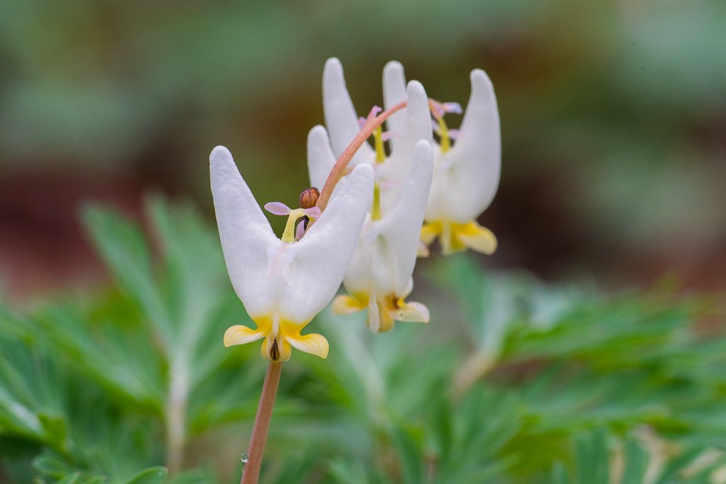 Dutchman's Breeches - Reflection in a Pool