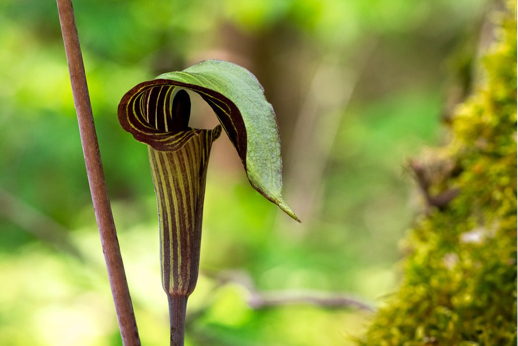Jack in the Pulpit Detail - Reflection in a Pool
