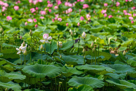 Lotus Pond - Reflection in a Pool