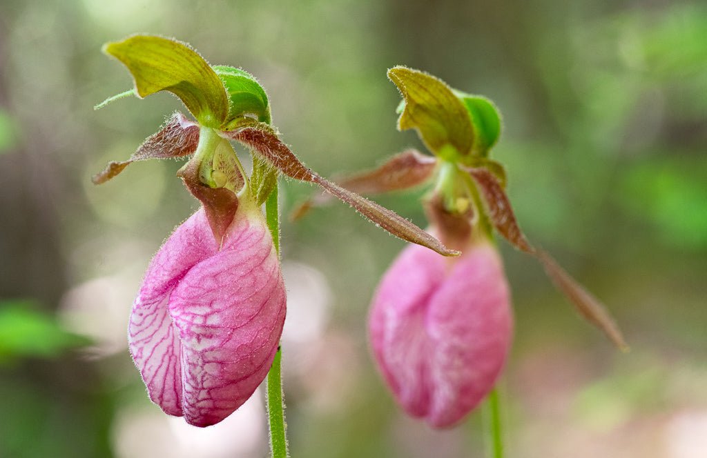 Pink Lady Slippers - Reflection in a Pool