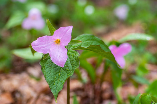 Pink Trillium - Reflection in a Pool