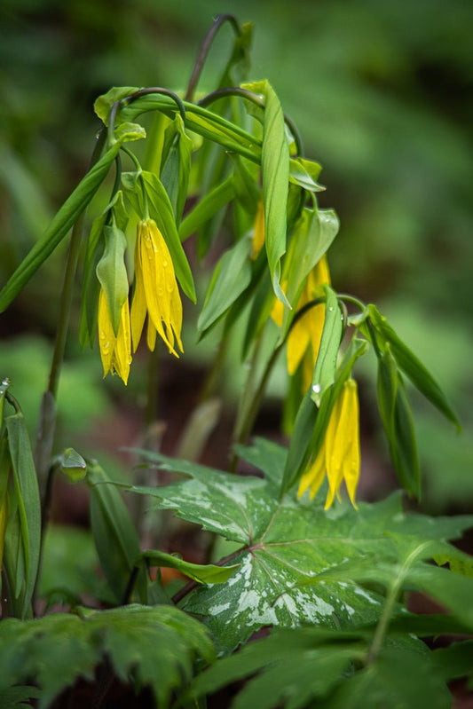 Yellow Bellwort - Reflection in a Pool